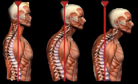 The spine, when observed from the side, has a natural S curve that helps create an ideally balanced, and almost shock absorber effect on our bodies.