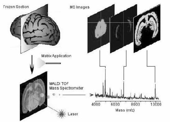 MALDI imaging MALDI-ToF-MS (MS/MS) can be exploited for tissue section imaging, i.e. to evaluate the abundance and distribution of molecules of biomedical significance (e.g. proteins, peptides, lipids, metabolites, drugs) In this case the MALDI matrix is applied on the frozen tissue section by casting or spraying.