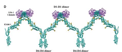 LFA-1 Binds to Domain 1 (D1) of ICAM-1 Dimers D1 LFA-1 D1 D1-D1 dimer D2 D3 ICAM-1 D2 D4
