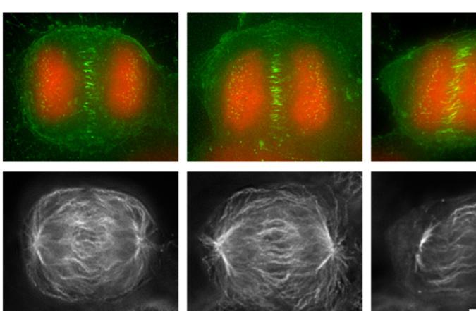 Developmental Cell of RhoA Activity during Mitosis A MCAK 1 nm Nocodazole B C