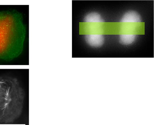 ) 15 DAPI Fluorescence Intensity DNA/ PLK1 Tubulin D 1 Midzone length 5 5 1 15