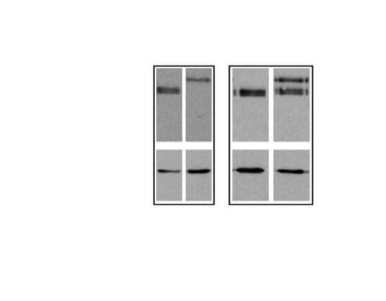 IV GFP cyk-4 3 UTR kda 124 8 WT GD CYK-4:: GFP αtub 49 anti-gfp & anti-αtub IBs B RhoGAPs in C.