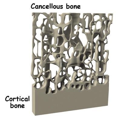 The radius (wrist bone), skull, and long bones are made of cortical bone. by ongoing bone remodeling. Bone remodeling occurs in 120 day cycles.