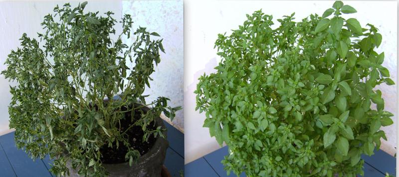 OpenStax-CNX module: m50308 11 Figure 8: Without adequate water, the plant on the left has lost turgor pressure, visible in its wilting; the turgor pressure is restored by watering it (right).