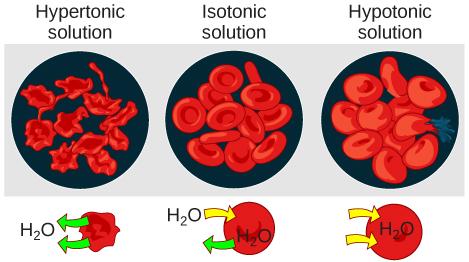 OpenStax-CNX module: m50308 9 Figure 6: Osmotic pressure changes the shape of red blood cells in hypertonic, isotonic, and hypotonic solutions.