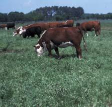 Contents Understanding forage quality 1 What is forage quality?