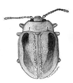 372 K. WIOLETTA TOMASZEWSKA known species from Celebes Is.