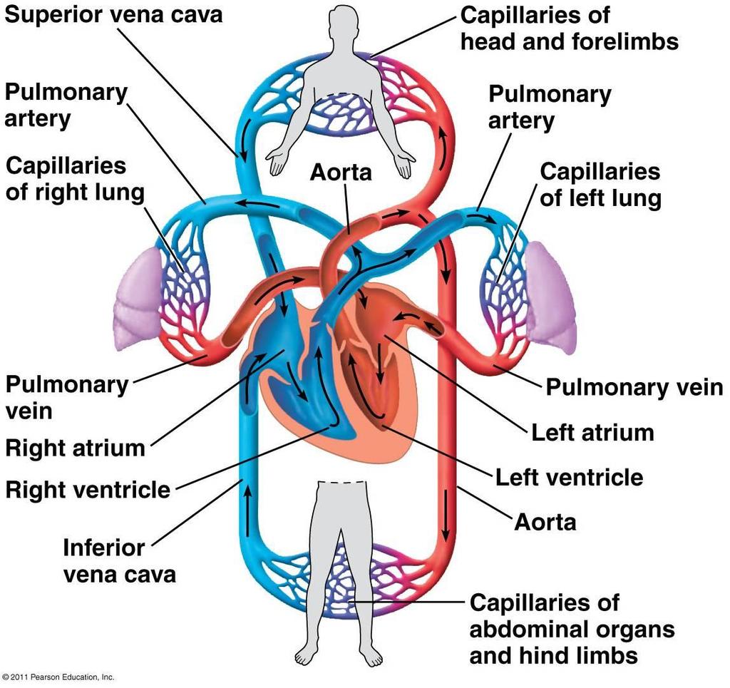 Cardiac output
