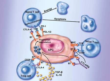 Anti-cancer immunotherapies (non-specific) 2.