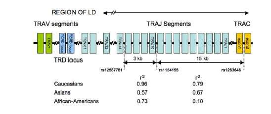 Narrowing in on the GENE in humans Narcolepsy associated with the TCR alpha locus Hallmayeret al.