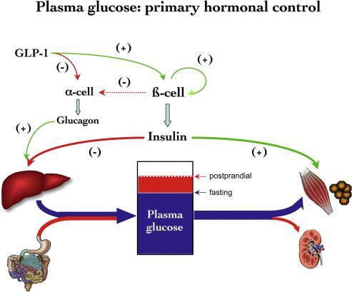 Diagram of the primary hormonal control of plasma glucose concentrations organized as an input-output system centered on plasma glucose level. (+) stimulation; ( ) inhibition.