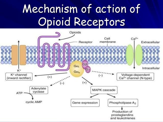 What is an opioid receptor?