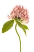 Clover Flowers (Red) - money, success, protection, love and exorcism.