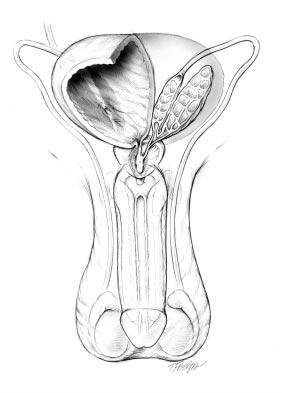 4 An AUA Doctor s Guide for Patients Overview of the Male Reproductive System: How Are Sperm Produced? The functions of the male reproductive system are to produce sperm and store sperm.
