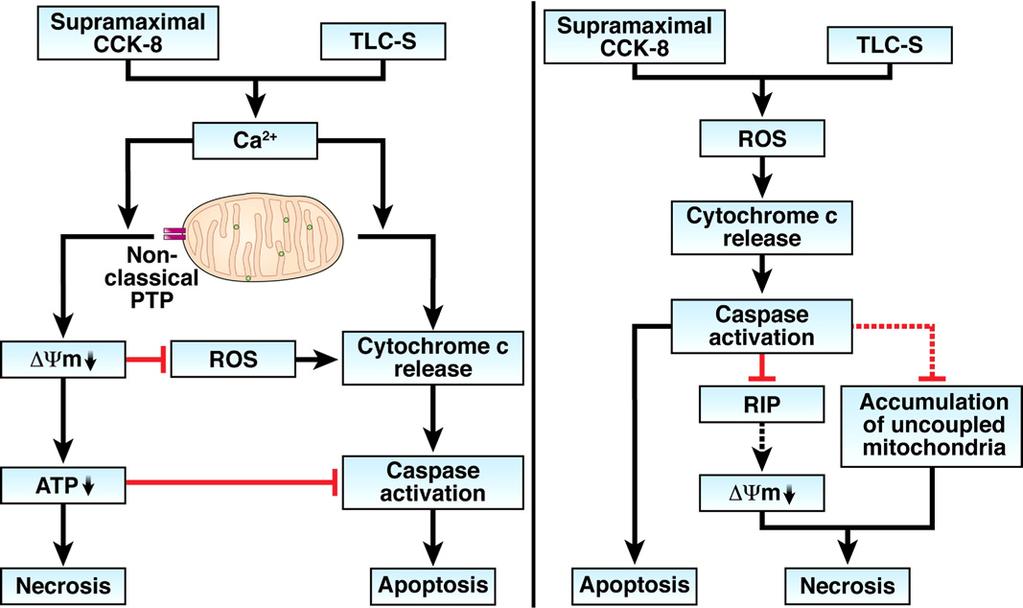 Figure 1. Pathways mediating acinar cell death in models of pancreatitis induced by supramaximal CCK-8 or the bile acid TLC-S through Ca 2 (left panel) and ROS (right panel).