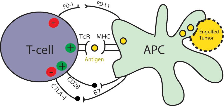 Immune Checkpoint Therapy T-cell: Primary anti-tumor immune effector APC:
