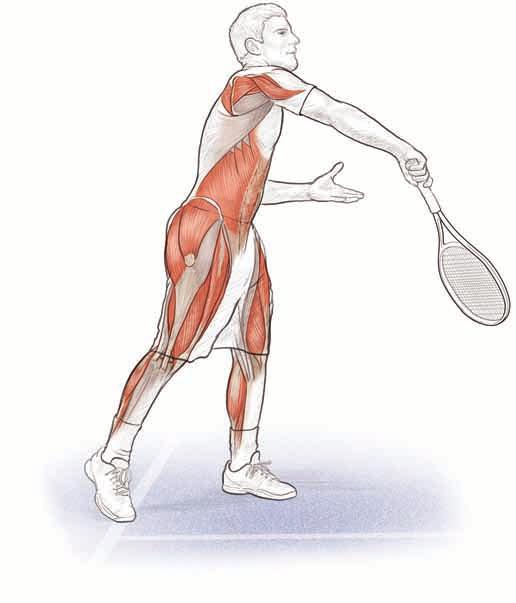 16 tennis anatomy As a player lands, eccentric contractions of the gastrocnemius, soleus, quadriceps, and gluteals decelerate the body.