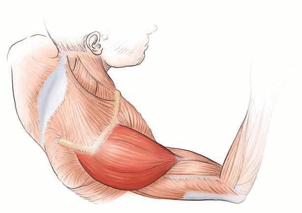 Technically, the shoulder complex consists of four joints the sternoclavicular, acromioclavicular, glenohumeral, and scapulothoracic joints that control the position of the humerus, scapula, and