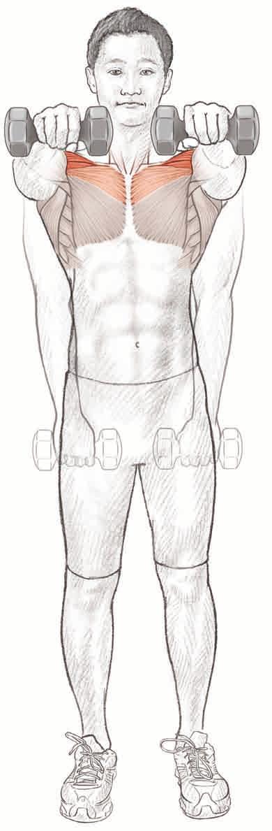 28 tennis anatomy Front Raise Lateral deltoid Anterior deltoid Upper pectoralis major Execution E4826/Roetert/Fig.02.04a/389294/JenG/R3 1.