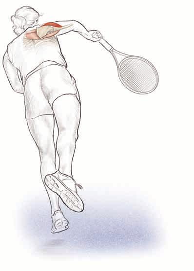 shoulders 33 Muscles Involved Primary: Deltoid Secondary: Teres major, rhomboid major, rhomboid minor Tennis Focus The posterior aspect of the shoulder is a major player in decelerating the arm after