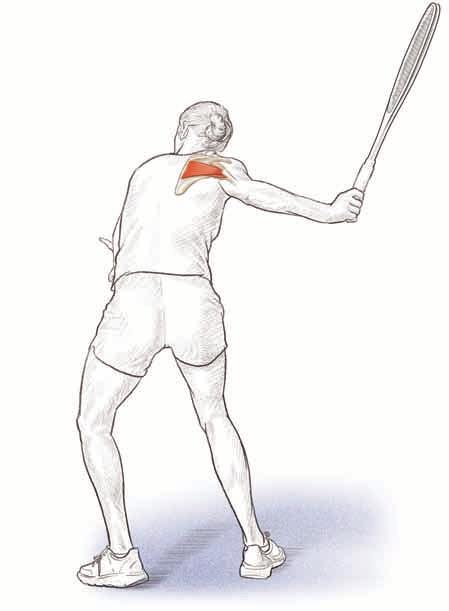 Train the rotator cuff muscles regularly to prevent injury and improve performance.