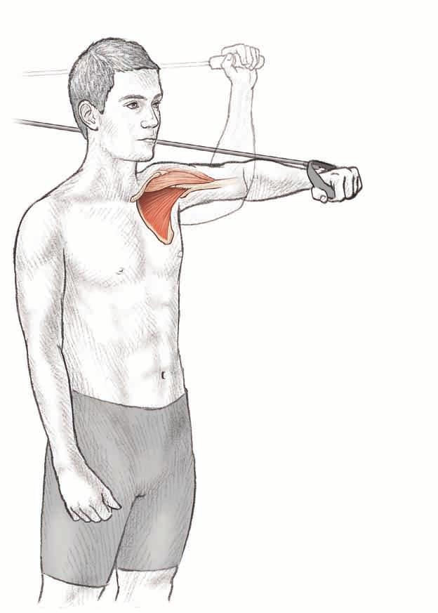 40 tennis anatomy 90/90 Internal Rotation With Abduction Anterior deltoid Subscapularis Execution E4826/Roetert/Fig.02.10a/389307/JenG/R1x 1.