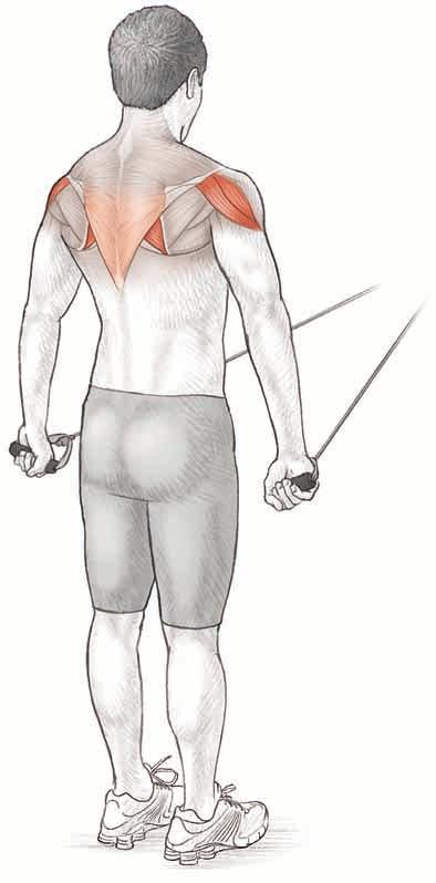 42 tennis anatomy Low Row Lower trapezius Posterior deltoid Rhomboid major Execution 1. Stand erect and face the tubing attachment.