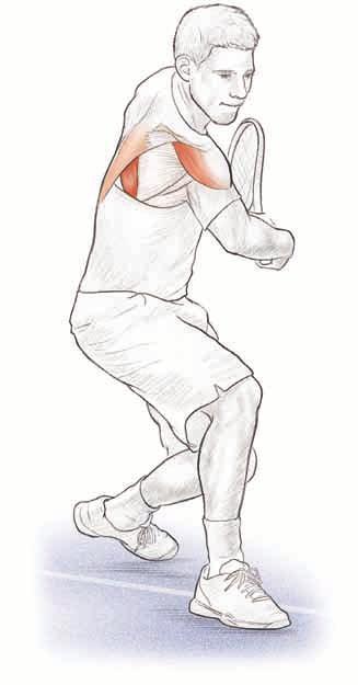 shoulders 43 Muscles Involved Primary: Posterior deltoid, rhomboid major, rhomboid minor Secondary: Lower trapezius Tennis Focus Tennis players must be well balanced in their muscular development.
