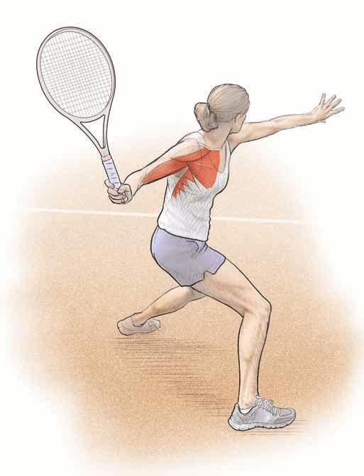 the tennis player in motion 5 Anterior deltoid Pectoralis major Biceps brachii Serratus anterior Figure 1.3 Counterpuncher on a clay court sliding to hit a wide forehand.