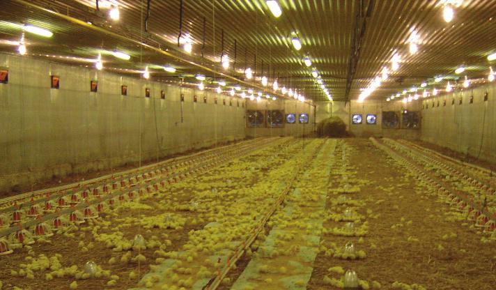 ROSS BROILER MANAGEMENT MANUAL: Chick Management A picture of contented whole-house brooded birds is shown below.