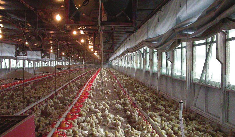 ROSS BROILER MANAGEMENT MANUAL: Housing and Environment Figure 18: Example of Natural Ventilation Curtain ventilation requires continuous, 24 hour management if house environment is to be