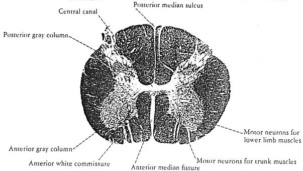 Transverse section of spinal cord at mid-lumbar level (Weigert stain for myelin) Gray matter.