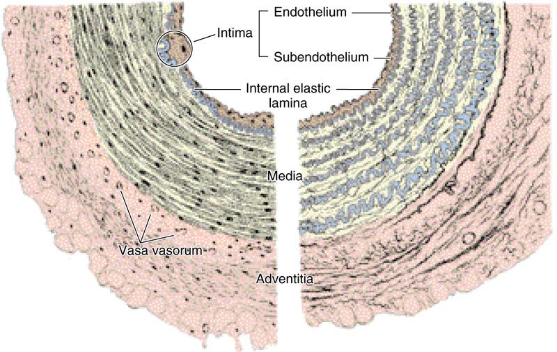 The histology of the media and adventitia is particularly important in determining the type of vessel.