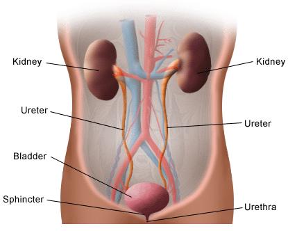 Urinary Tract Infections Introduction Presence of microorganisms in the urinary tract that cannot be accounted for by contamination Two