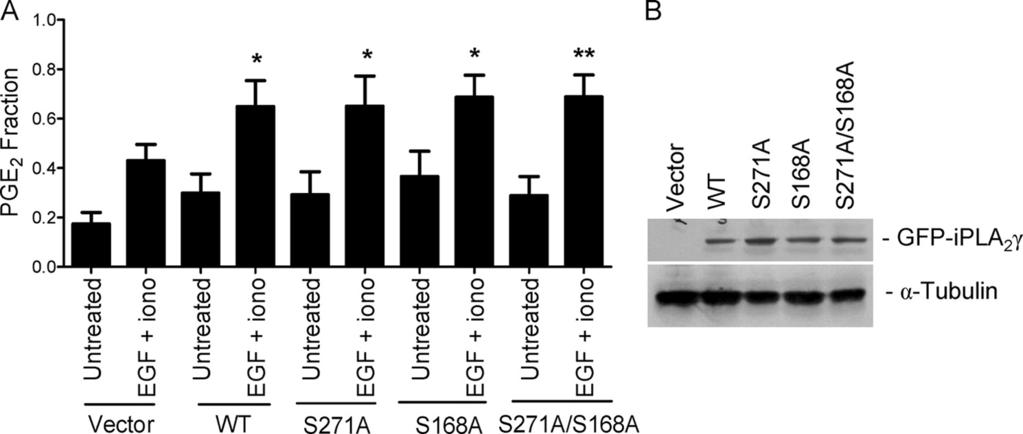 FIGURE 9. Mutations in putative ERK phosphorylation sites do not affect ipla 2 activity.