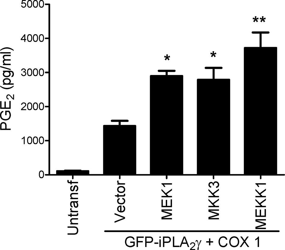 FIGURE 6. Activation of MAPK pathways stimulates ipla 2 -mediated PGE 2 production.