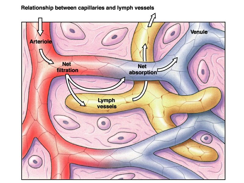 Lymphatic capillaries endothelial flaps valves to