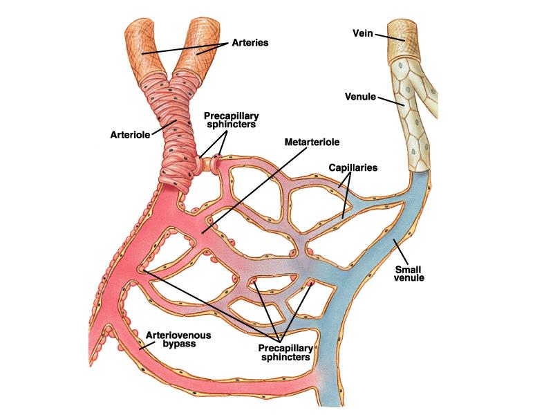 Arterioles Structure of the Capillary System < 40 µm diameter thick smooth muscle layer Metarterioles connect arterioles and capillaries discontinuous smooth muscle layer serve as shunts Capillaries
