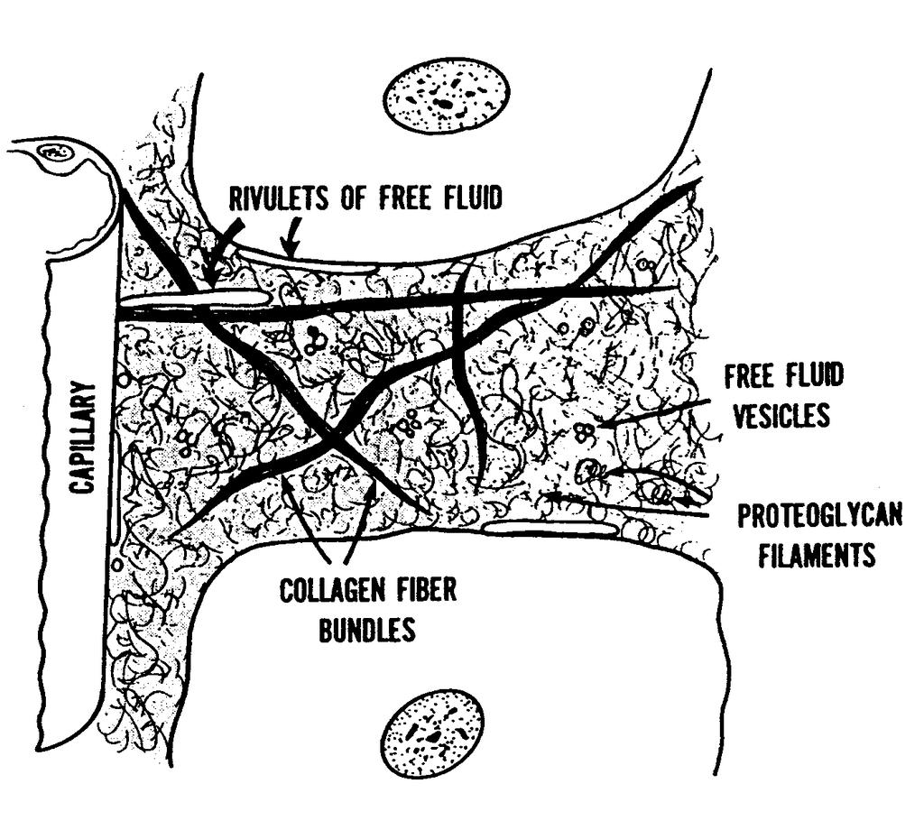 Interstitium and Interstitial Fluid 12 liters (1/6th of the body) Collagen bundles provide structure,