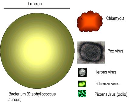 Relative Size of Viruses and