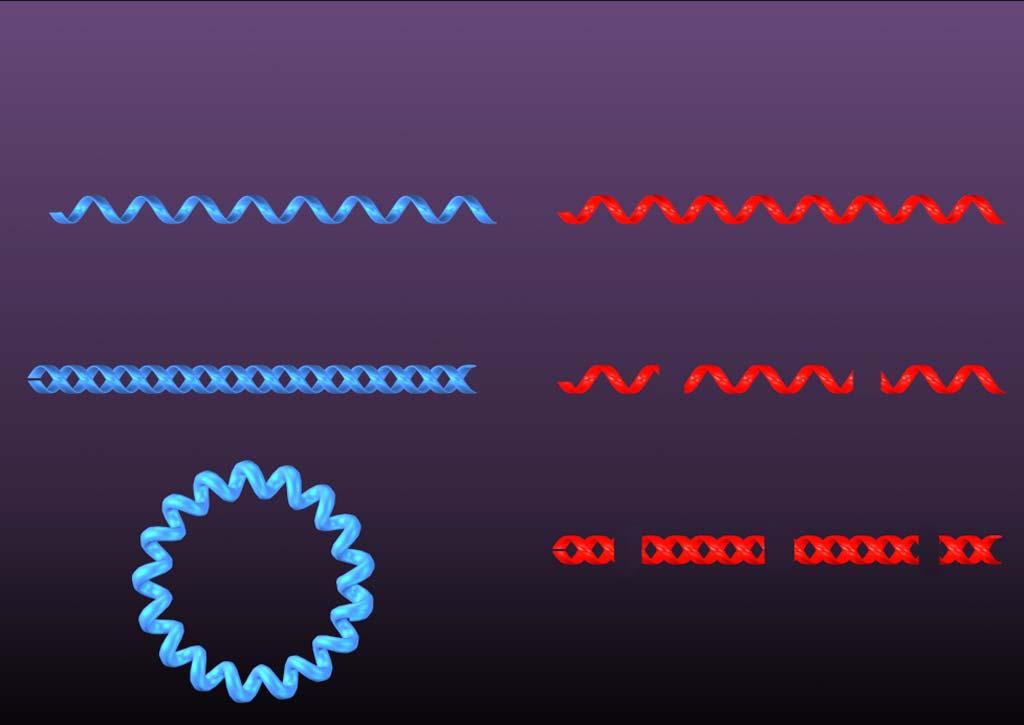 DNA VIRUS GENOMES RNA Single Stranded + or - Double Stranded