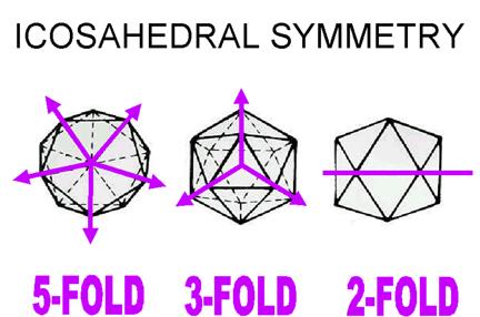 Virion Nucleocapsid Structures (1) A) ICOSAEDRAL Icosahedron: solid figure, 20 faces, 5:3:2 rotational