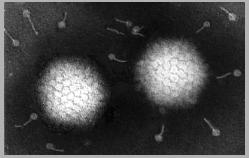Adenovirus Symmetry uman adenovirus seen by negative staining Larger viruses contain more capsomers, extra capsomers are arranged in a regular array on the faces of the icosahedrons, these often have
