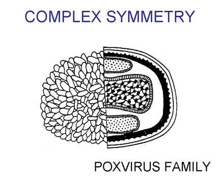 Complex Symmetry Found