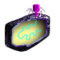 Bacteriophages attack bacteria (prokaryotes) viruses attack eukaryotic cells. Viruses and bacteriophages invade cells and use the host cell's machinery to synthesize more of their own macromolecules.