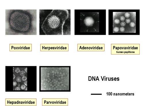 A provirus is a DNA virus that has