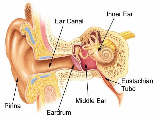 Normal Hearing The hearing process starts with catching waves by outer area of the ear. Outer ear helps us to determine the direction of a sound.