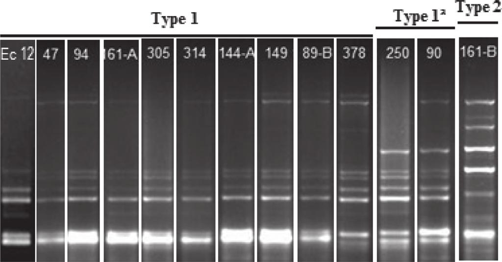 elevated percentage of similarity but two types of DNA fingerprints were easily identified, see Figure 1, with type 1 being prevalent.