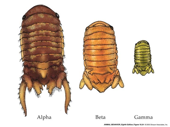 Each male type of this species is genetically programmed to be an alpha, beta or gamma size.