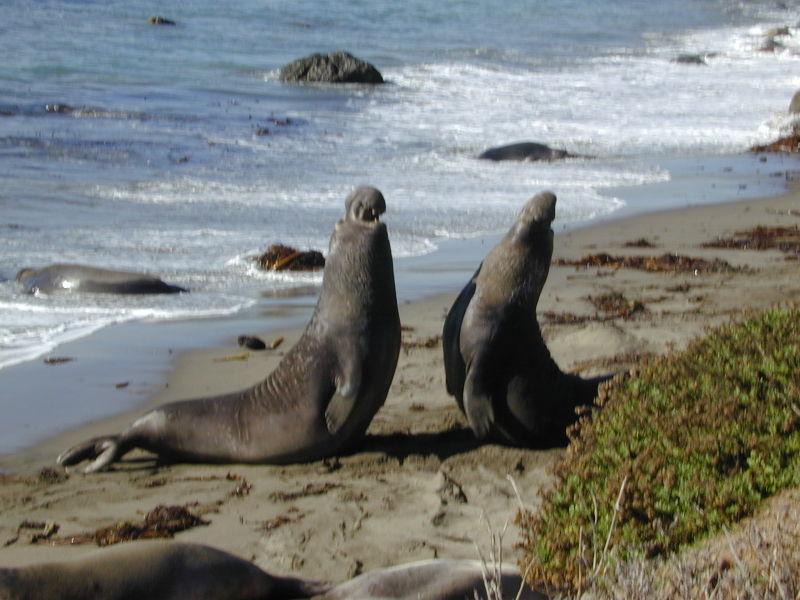 Male elephant seals